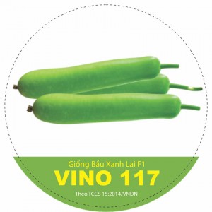 Bầu xanh lai F1 VINO 117 