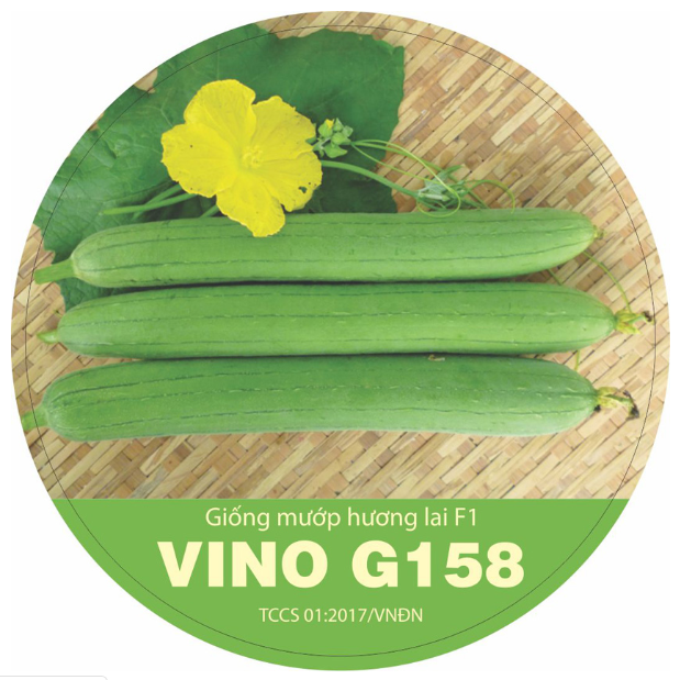 Mướp hương F1 VINO 158 - Trái thơm, cứng trái