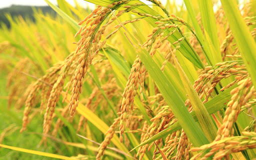 Tây Ninh: Vụ lúa Đông Xuân Gò Dầu bội thu