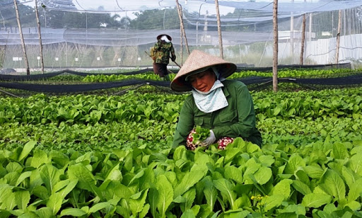 Đắk Lắk: Xu hướng khởi nghiệp từ nông nghiệp sạch của người trẻ